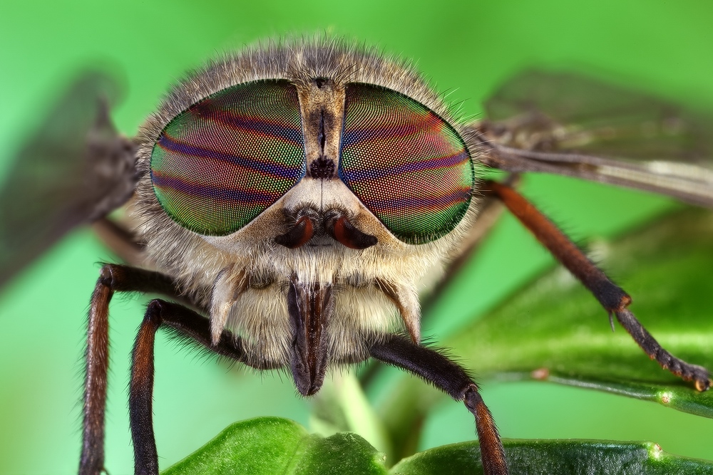 Слепень бычий (Tabanus bovinus)