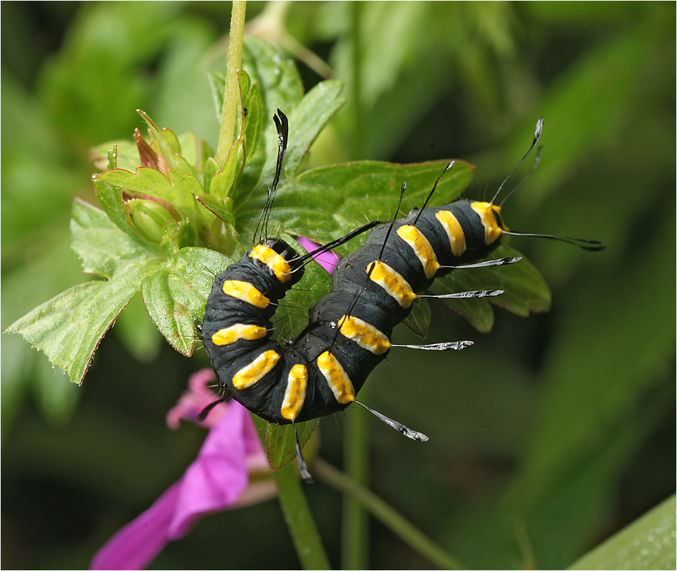 Acronicta aini - Стрельчатка ольховая.