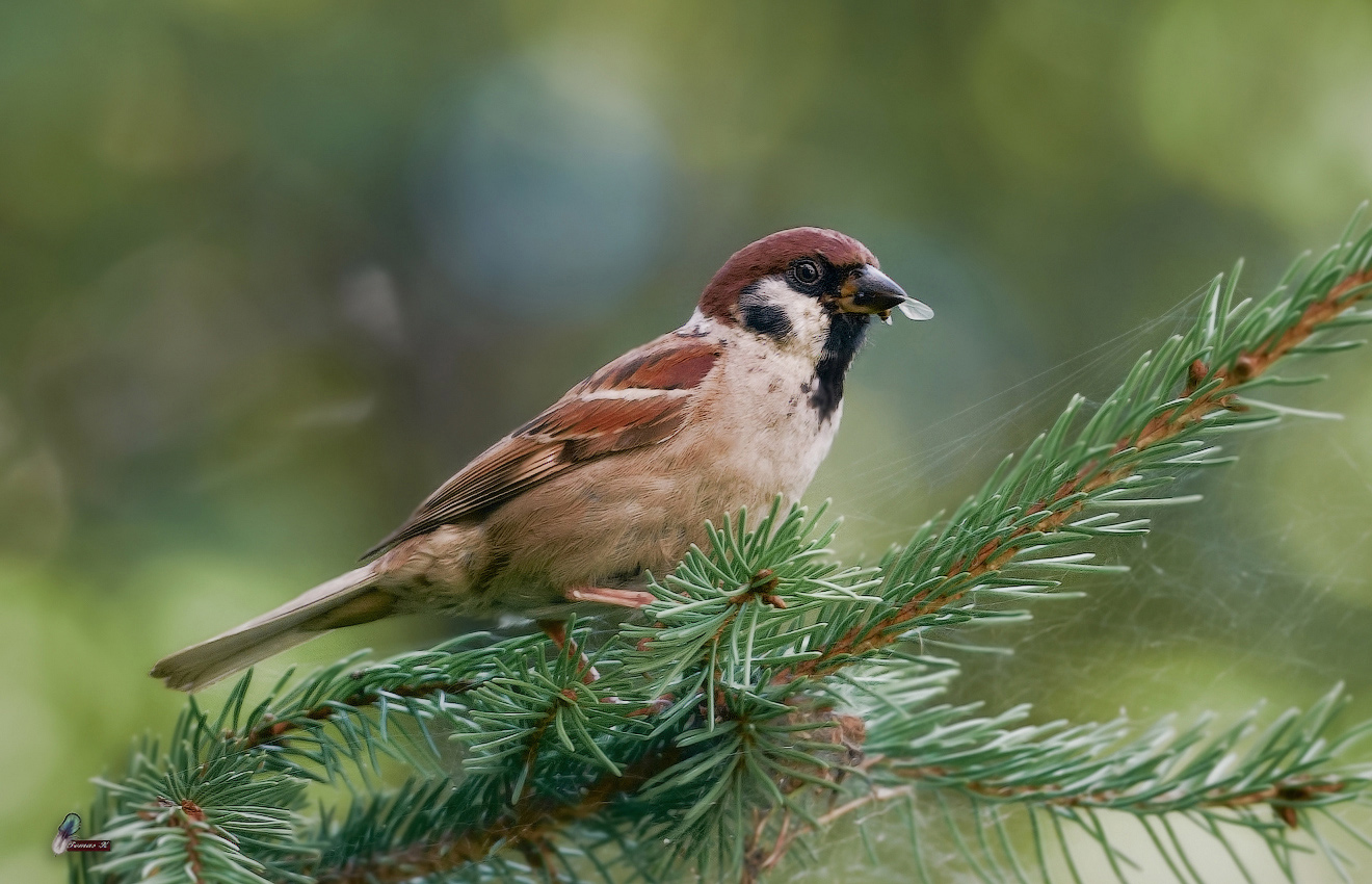 Полевой воробей (Passer montanus).