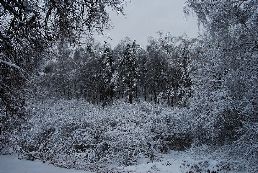 под снежным покровом зимы