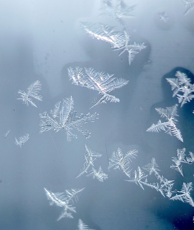 Snow butterflies