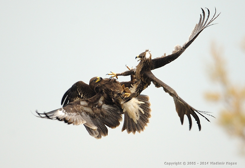 Greater Spotted Eagles: Воздушная акробатика