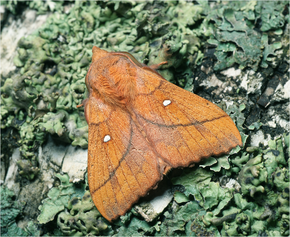 Odonestis pruni - Коконопряд сливовый.