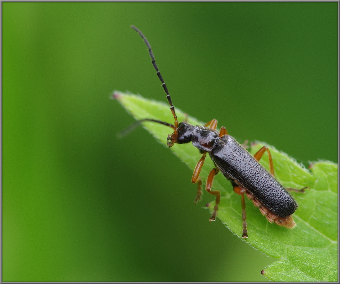 Вероятно мягкотелка Cantharis nigra