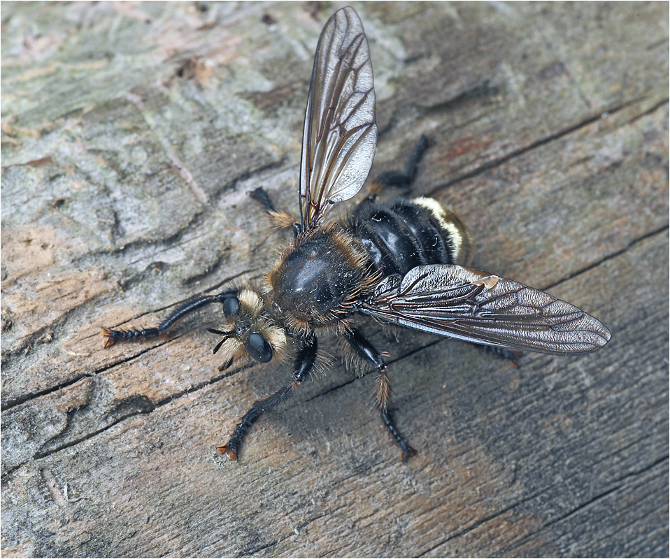 Laphria gibbosa - Ляфрия горбатая