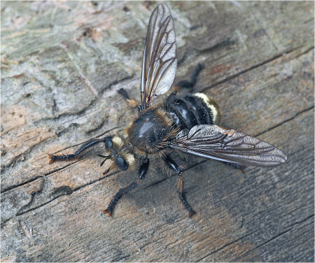 Laphria gibbosa - Ляфрия горбатая