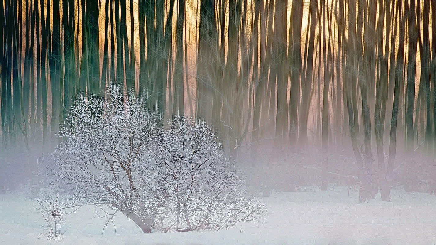 сиреневый туман