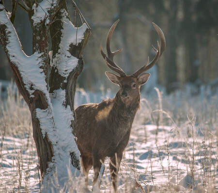 подглядывающий