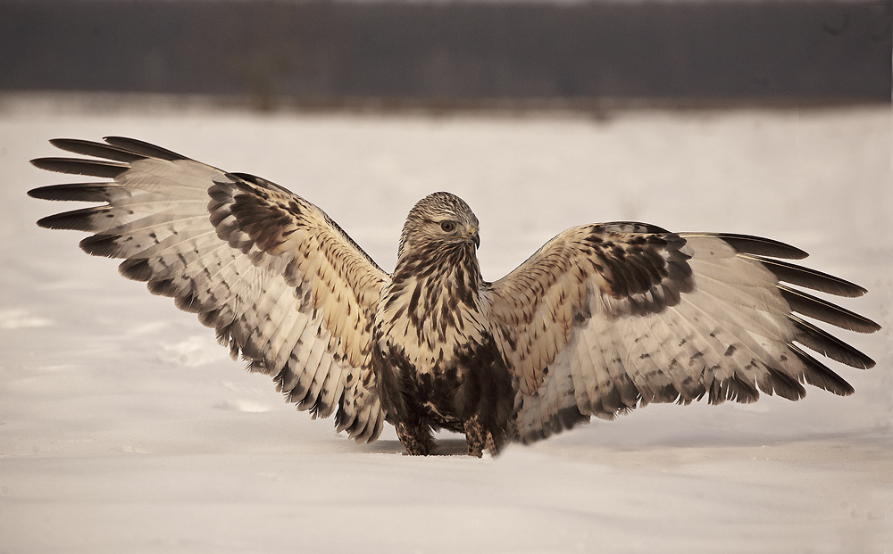 Buteo lagopus Мохноногий канюк