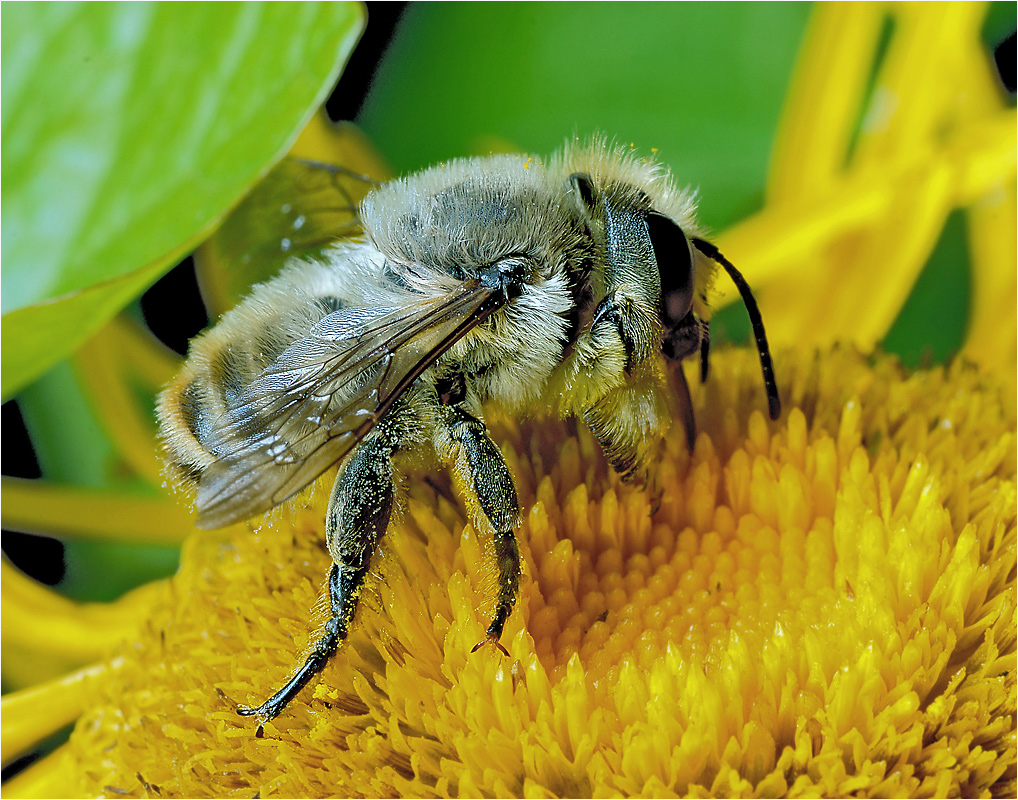 Шмель (Megachilidae).