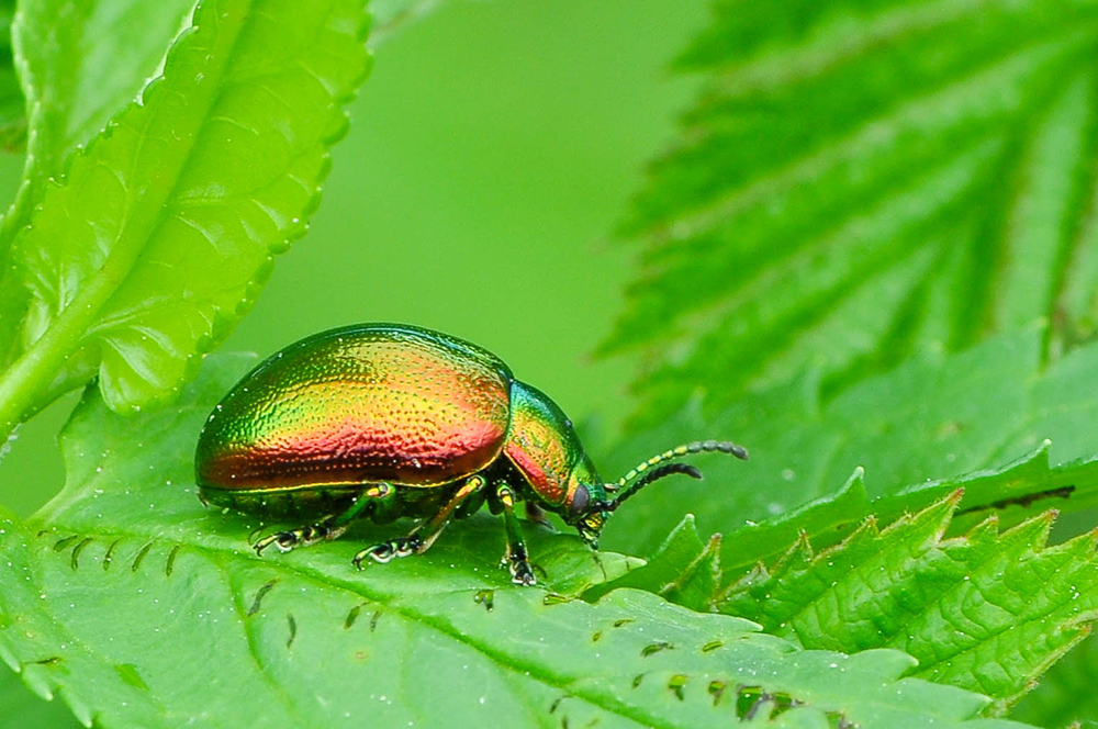 Листоед травяной-Chrysolina graminis