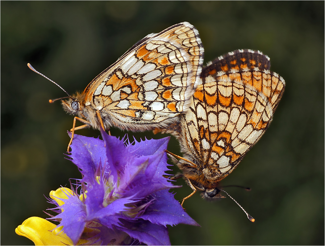 Mellicta athalia - Шашечница аталия.