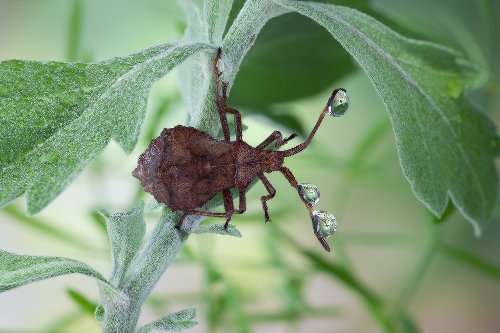 Краевик щавелевый (Coreus marginatus), нимфа