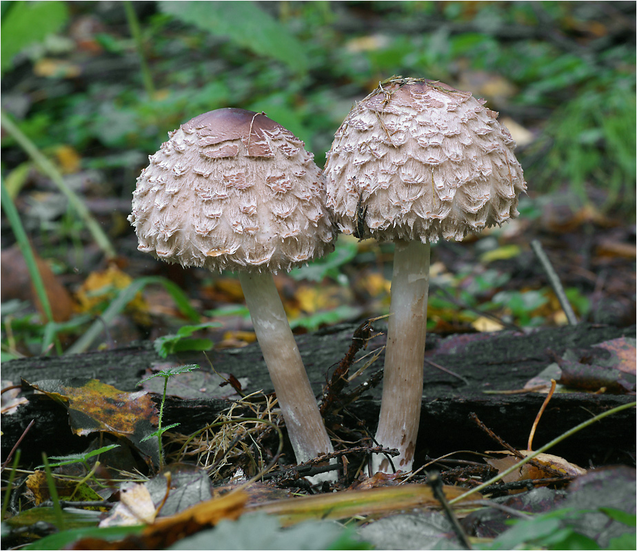 Macrolepiota rhacodes - Гриб-зонтик краснеющий