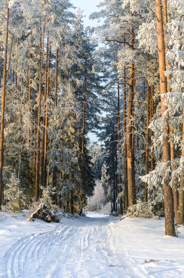 Лесная тропа