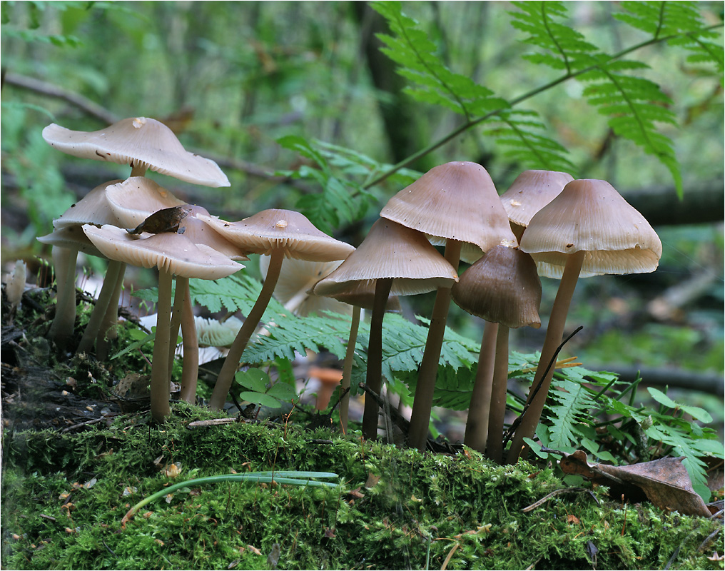 Мицена колпаковидная - Mycena galericulata. 