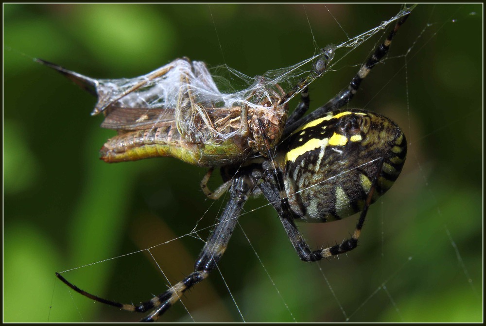 Argiope bruennichi