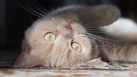 А что на десерт? Крем-брюле?