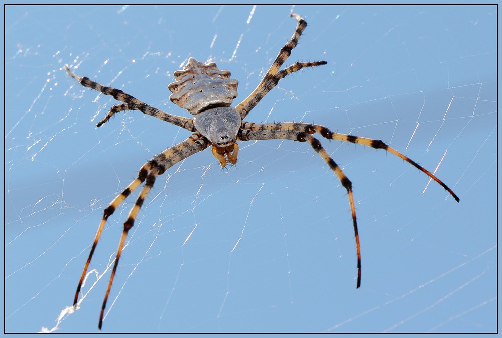 Argiope lobata