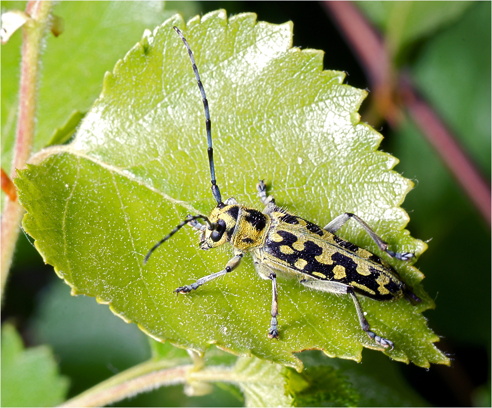 Saperda scalaris - Скрипун мраморный.