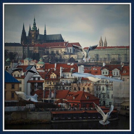 Пражские чайки