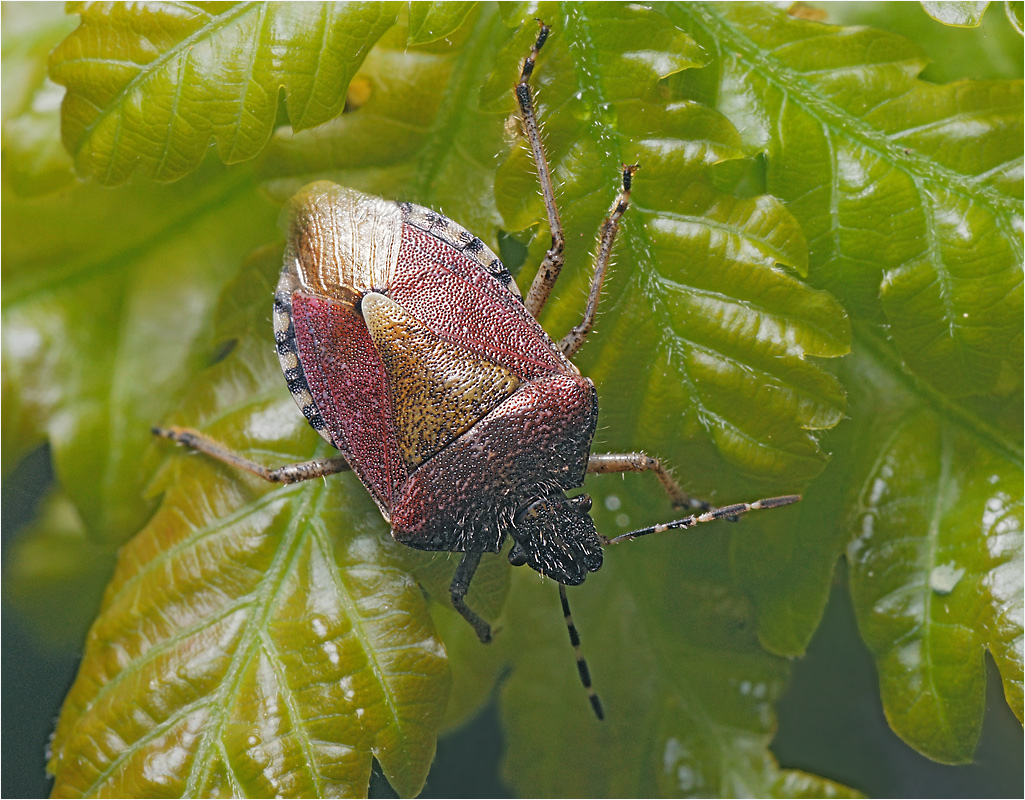 Dolycoris baccarum - Щитник ягодный