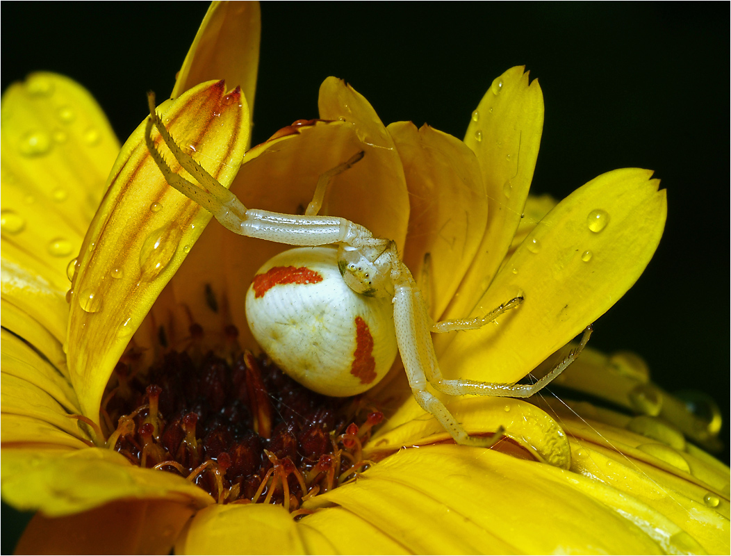 Misumena vatia - Паук-бокоход цветочный.