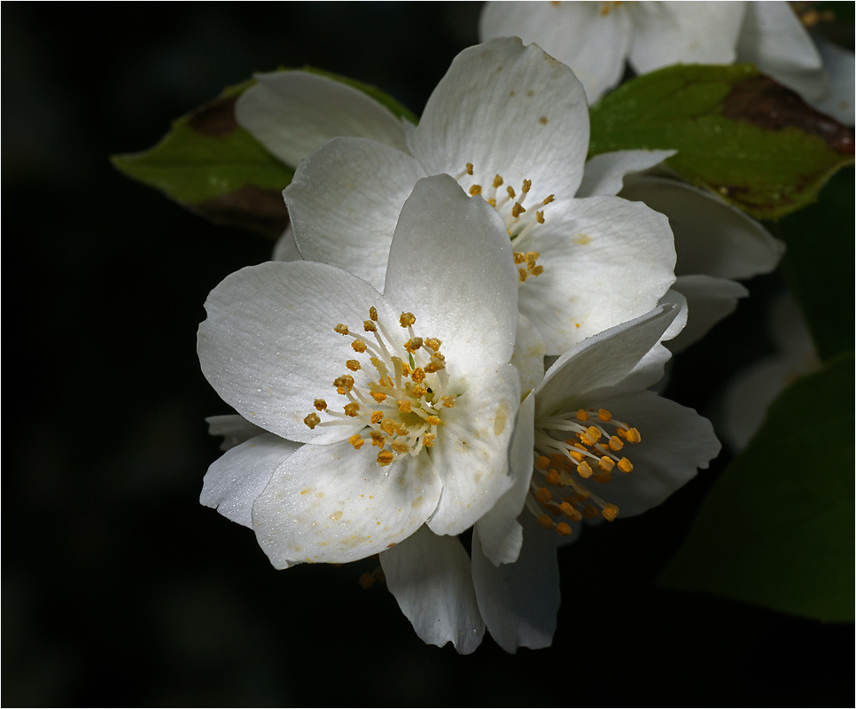 Philadelphus coronarius - Жасмин