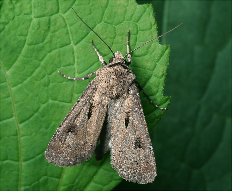 Agrotis exlamationis - Совка восклицательная