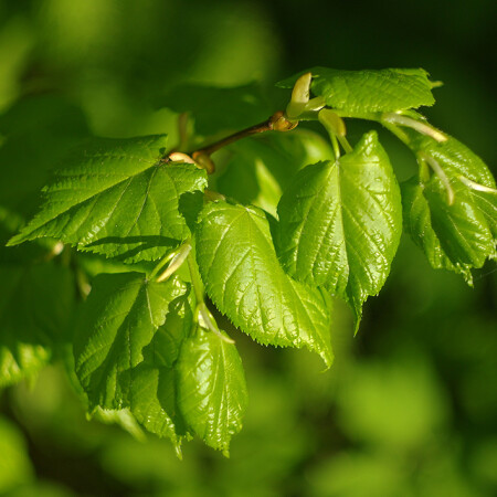 Воспоминия. Весна.