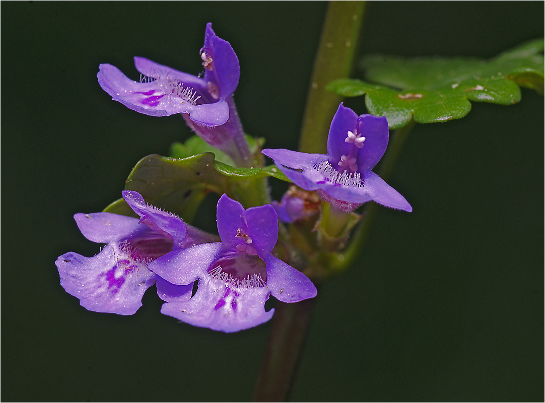 Glechoma hederacea - Будра плющевидная.