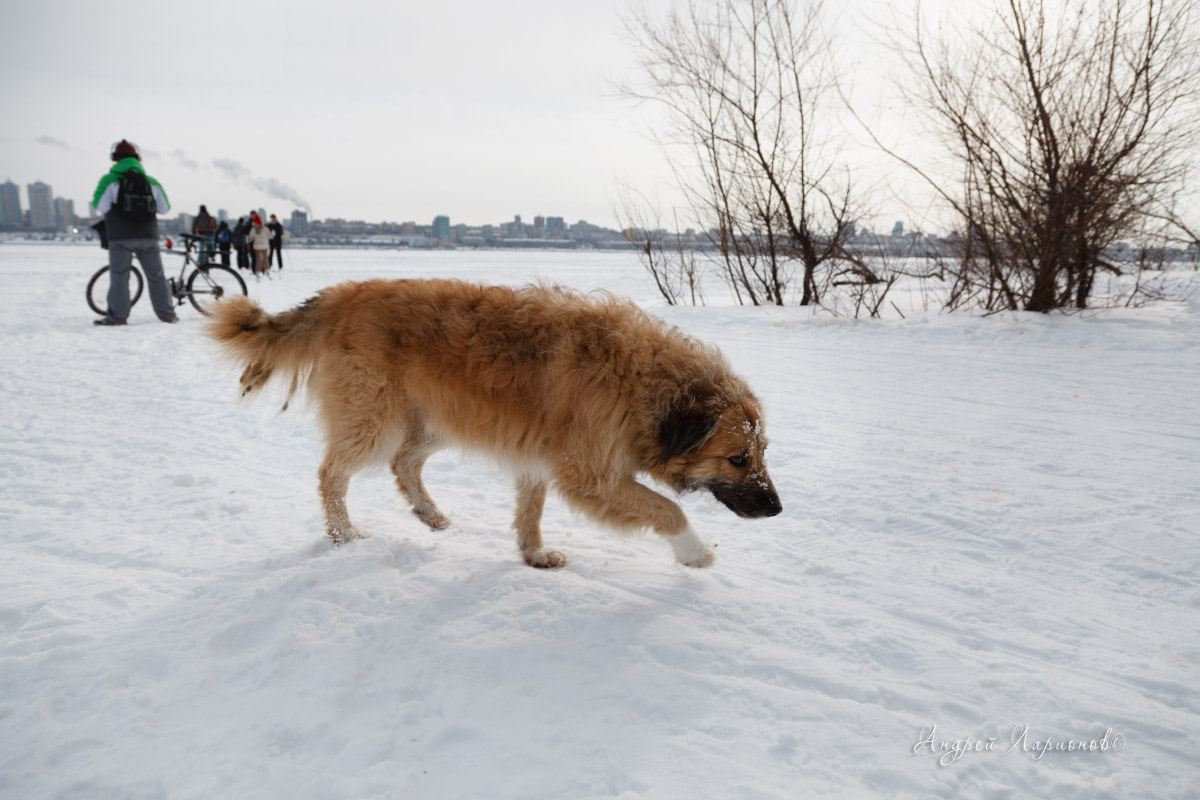 Зима за городом