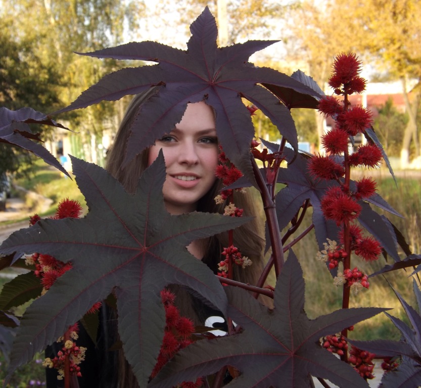 Autumn flower