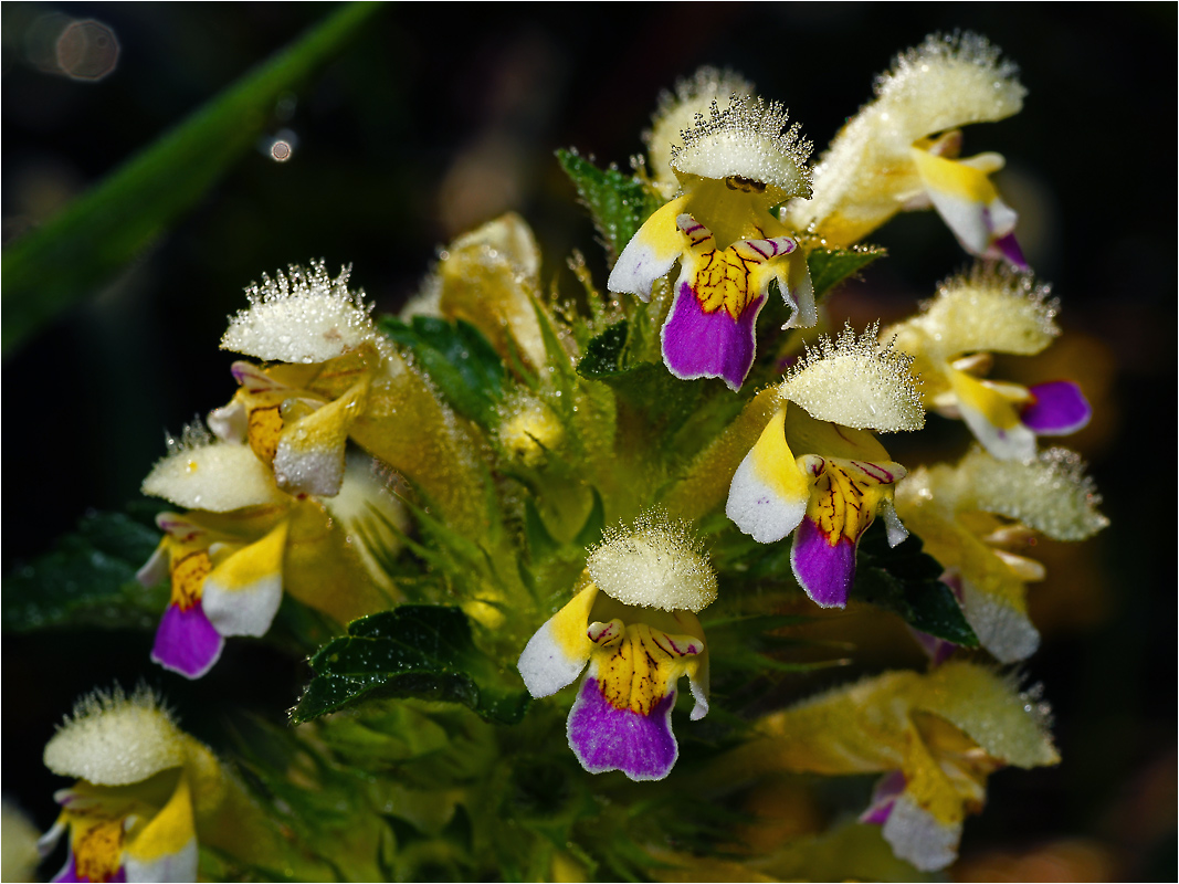 Galeopsis speciosa - Пикульник красивый или Зябра.