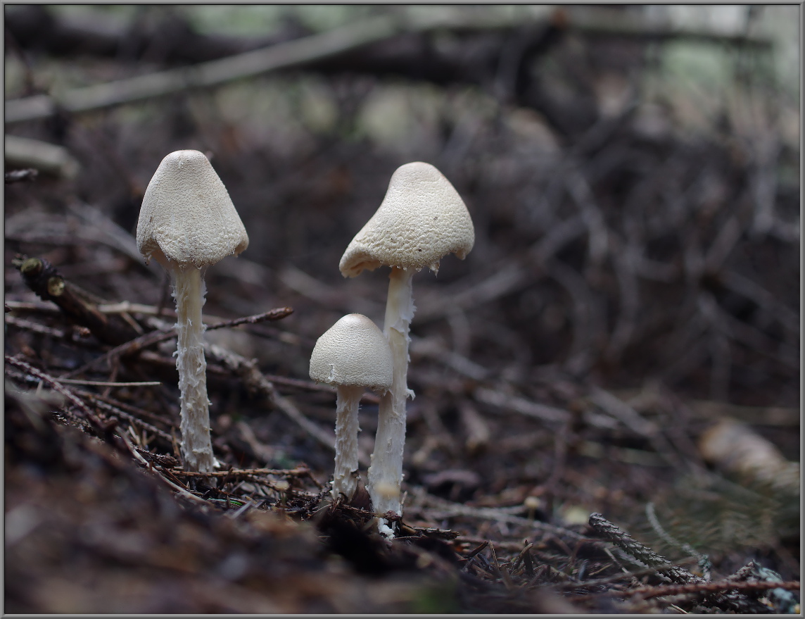 Lepiota clypeolaria ?