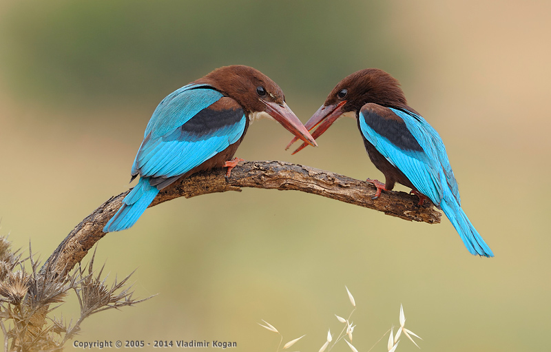 White-throated kingfisher: сабленосцы