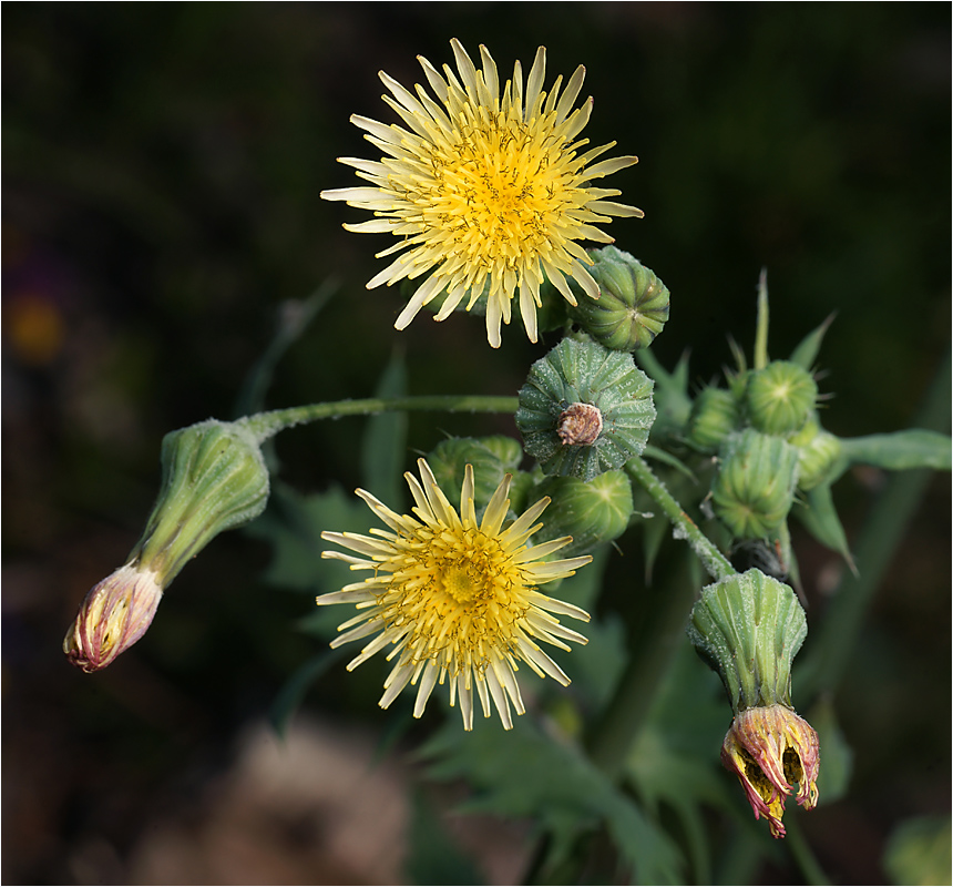 Sonchus oleraceus - Осот огородный.