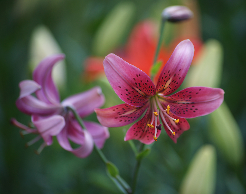 Лилия (Lilium)