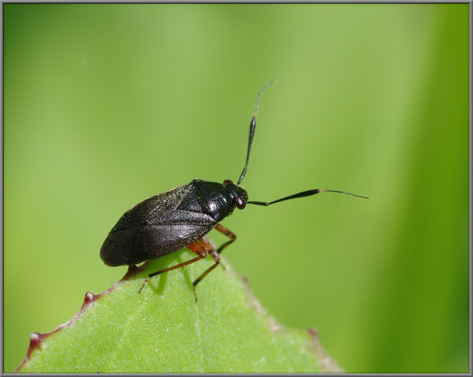 Клоп-слепняк Capsus ater