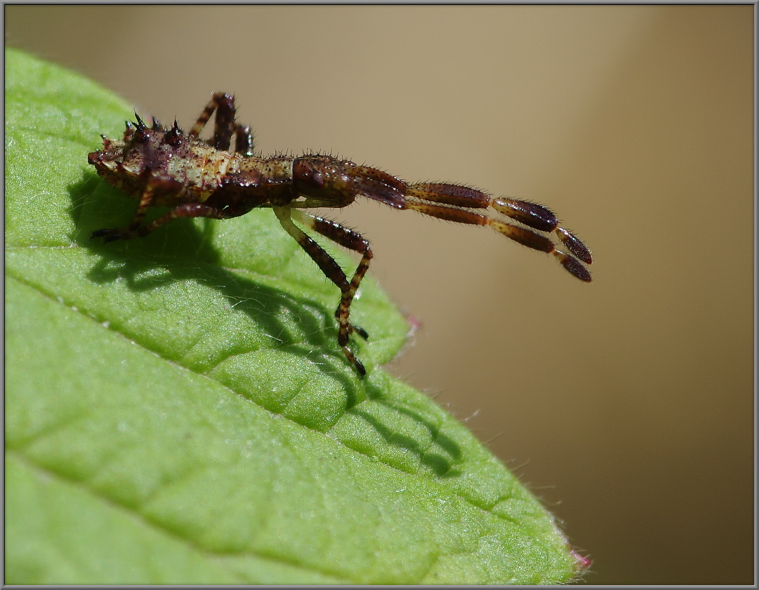 Нимфа клопа Coreus marginatus