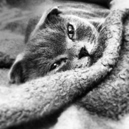 кошка и плед