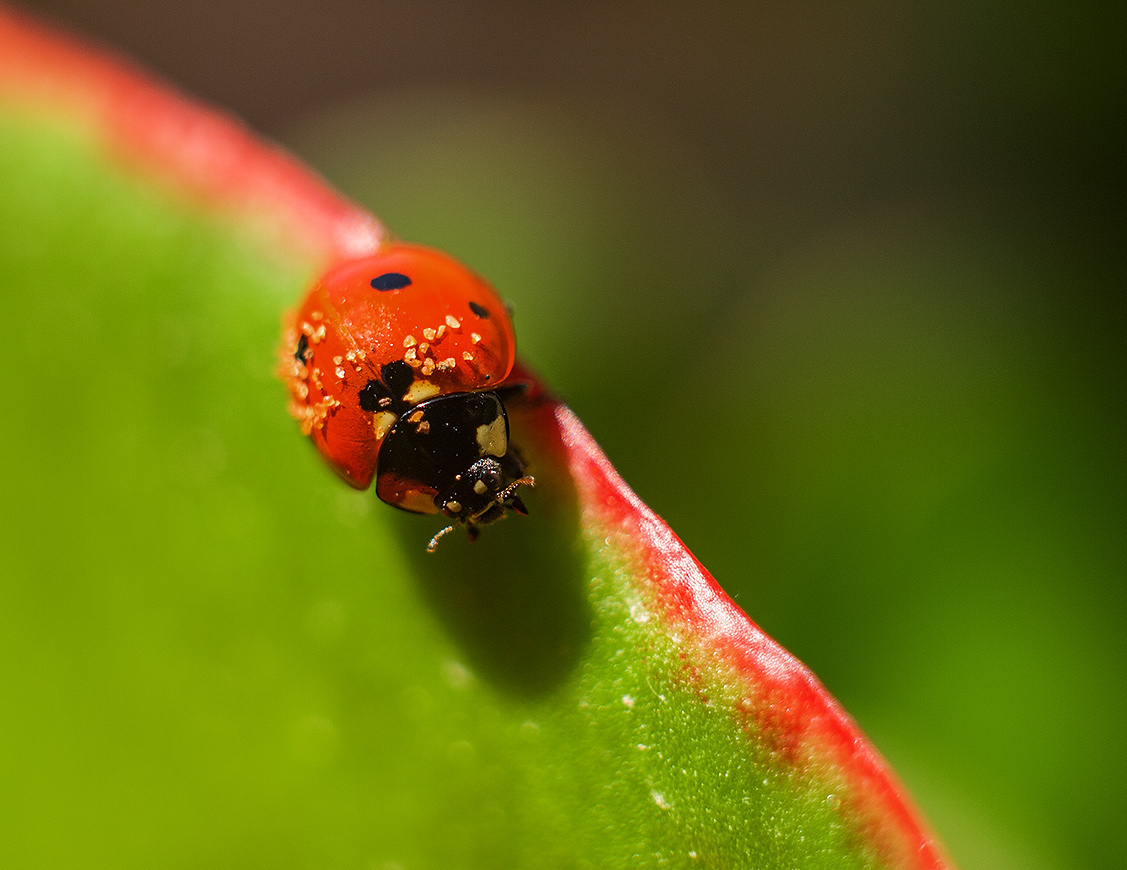 Coccinellidae или просто Божья коровка