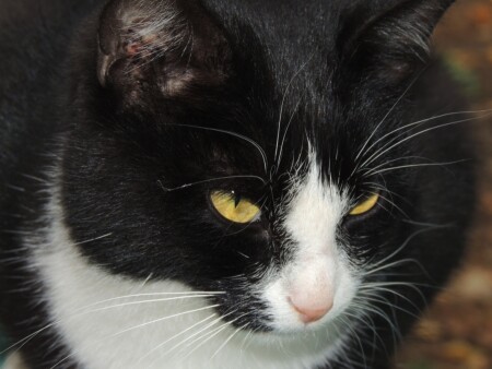 пронзительный взгляд