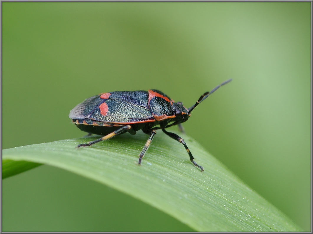 Клоп рапсовый Eurydema oleracea