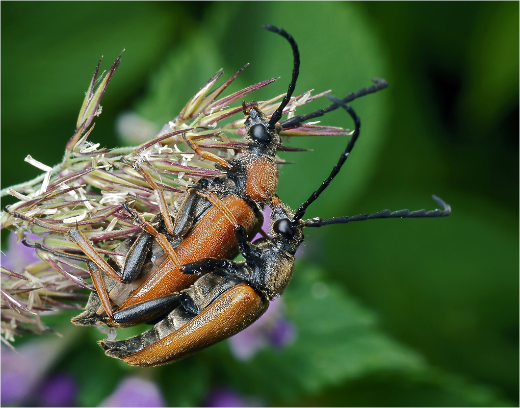 Stictoleptura rubra - Лептура красная.