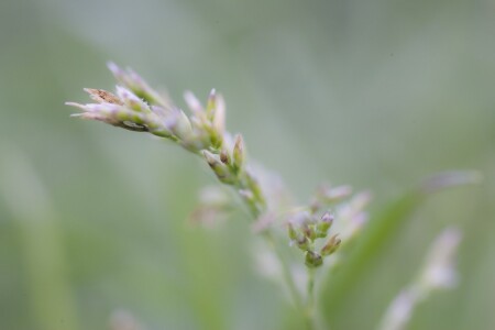 природа нежна