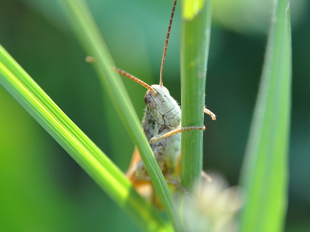 Кузнец