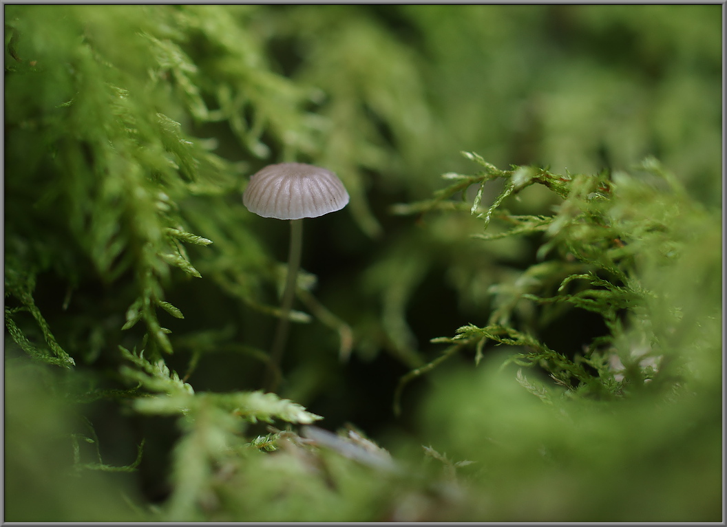 Мицена обыкновенная, Mycena vulgaris