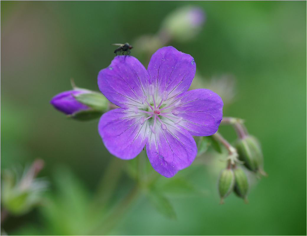 Geranium sylvaticum - Герань лесная.