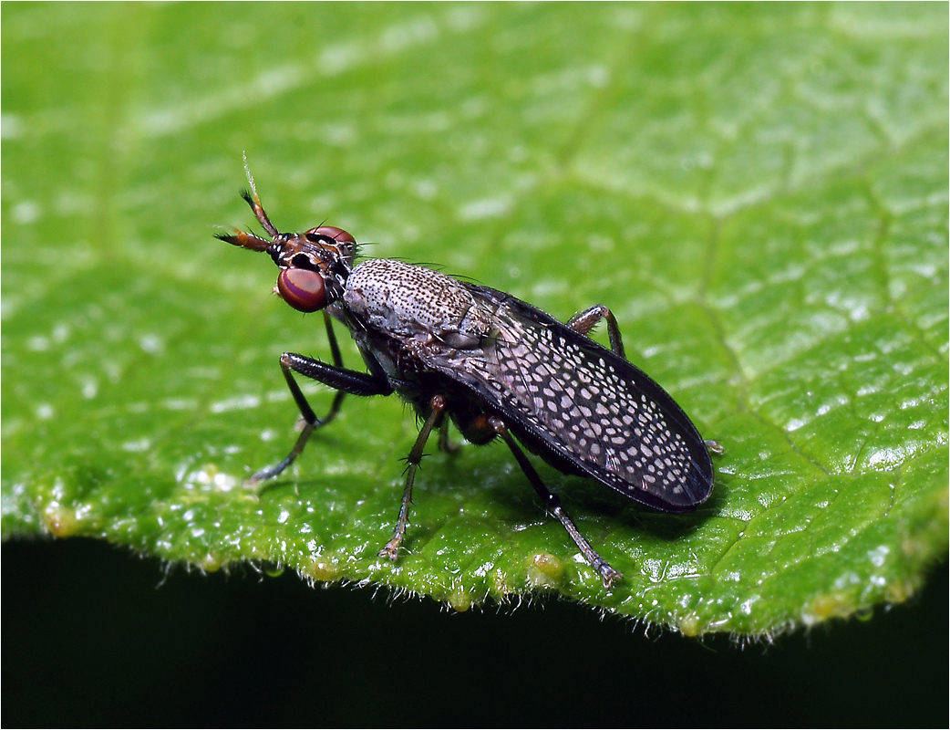 Coremacera marginata - муха Тенница.